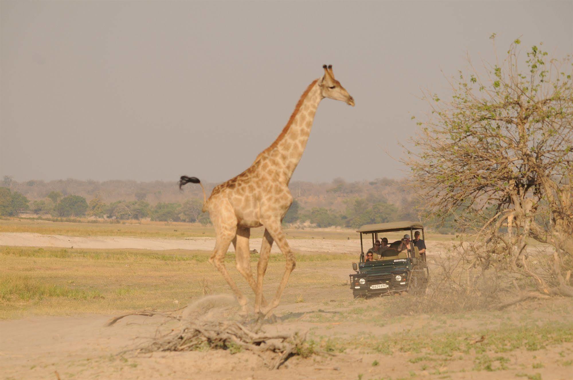 Ngoma Safari Lodge Kavimba Eksteriør billede