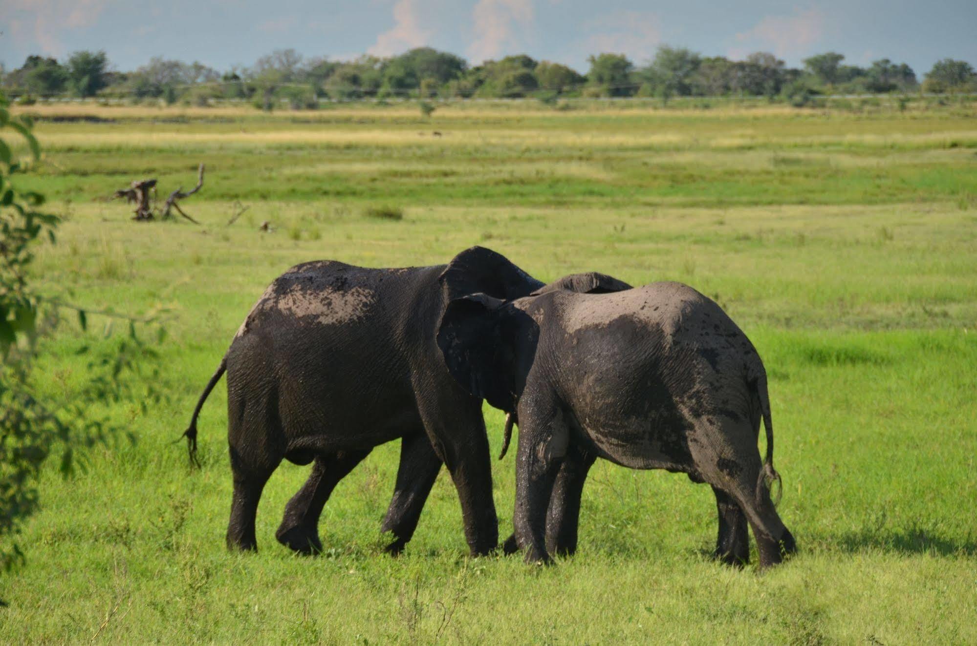Ngoma Safari Lodge Kavimba Eksteriør billede