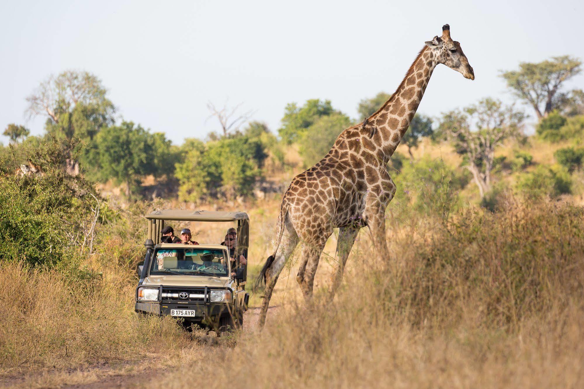 Ngoma Safari Lodge Kavimba Eksteriør billede